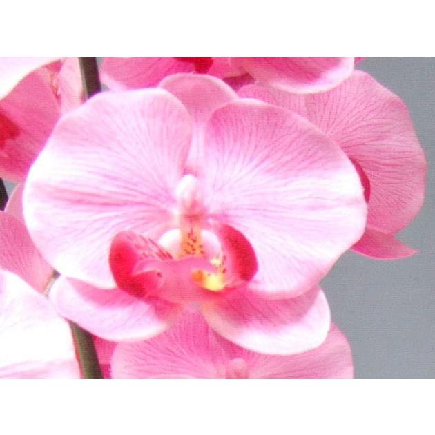 光触媒 アートフラワー 造花 胡蝶蘭 大型 5本立 ピンク 開店祝 開院祝