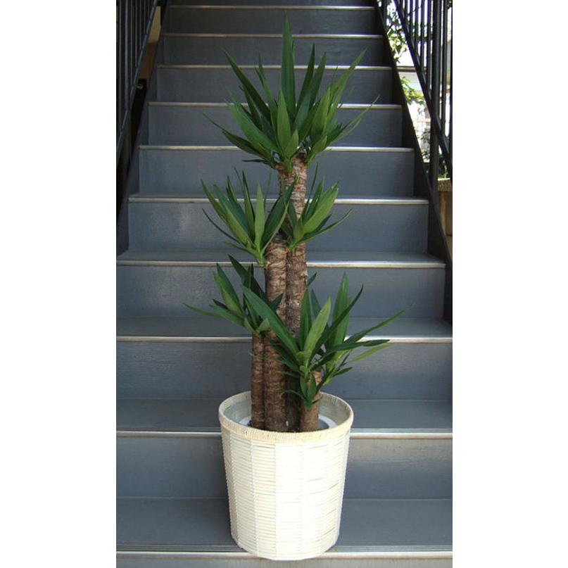 ふわふわ♪ ミモザ生花♪本日1/31(金)今季最後！少量で ホーム - 京都