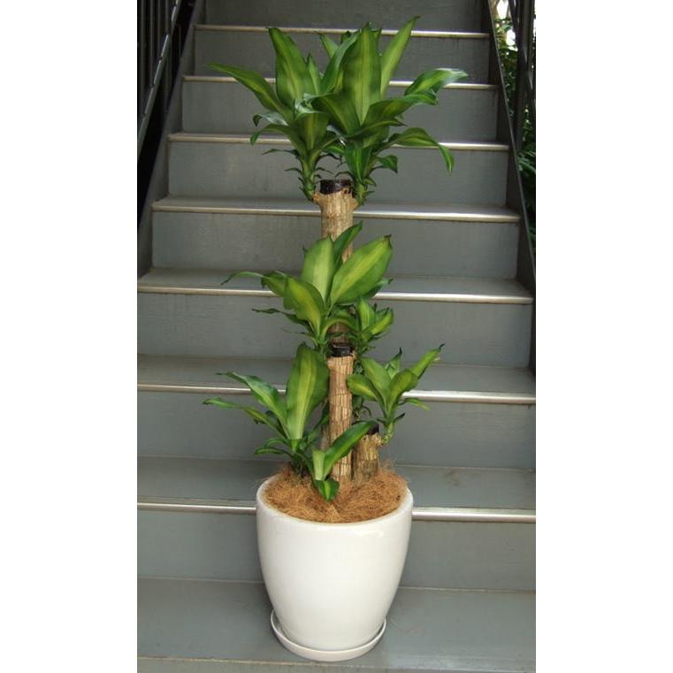観葉植物 中型 ドラセナ・マッサンゲアナ 幸福の木 鉢皿付陶器鉢W15M