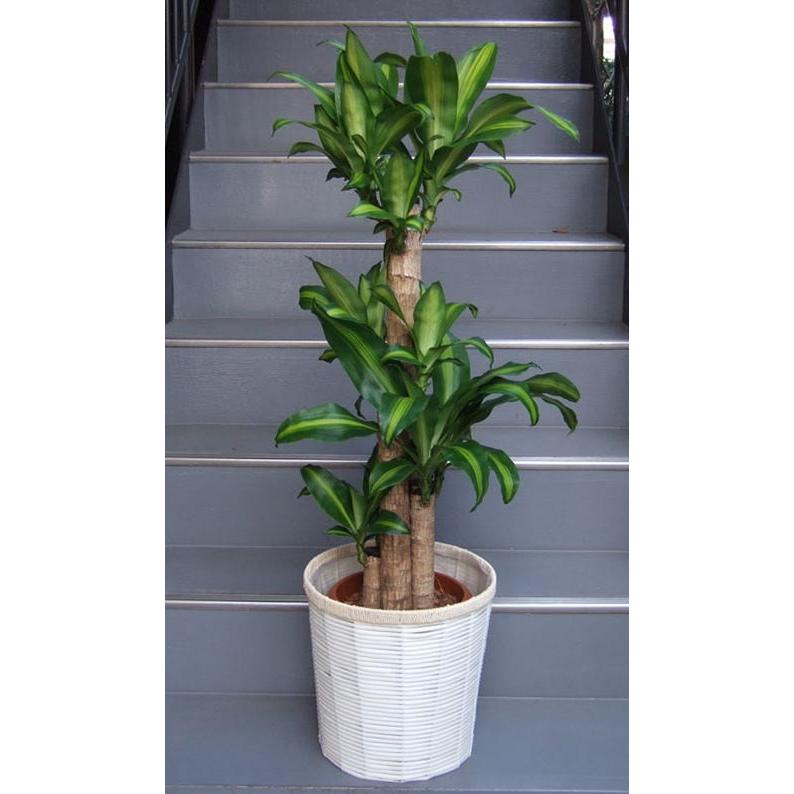 観葉植物 中型 ドラセナ マッサンゲアナ 幸福の木 8号 ホワイト鉢カバー 開店祝い 移転祝い Www Fcekano Edu Ng
