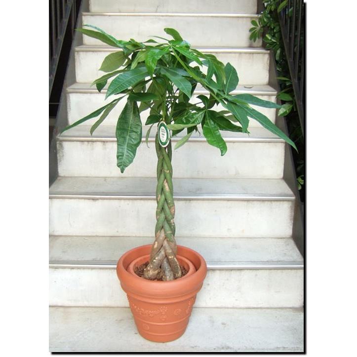 観葉植物 中型 パキラ 8号 テラコッタ調鉢カバー付 Kodam13 Tniad Mil Id