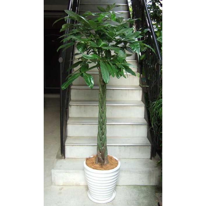 パキラ。大型。鉢付き 観葉植物 本物 パキラ 10号 鉢カバー 付き セット 大型 室内用