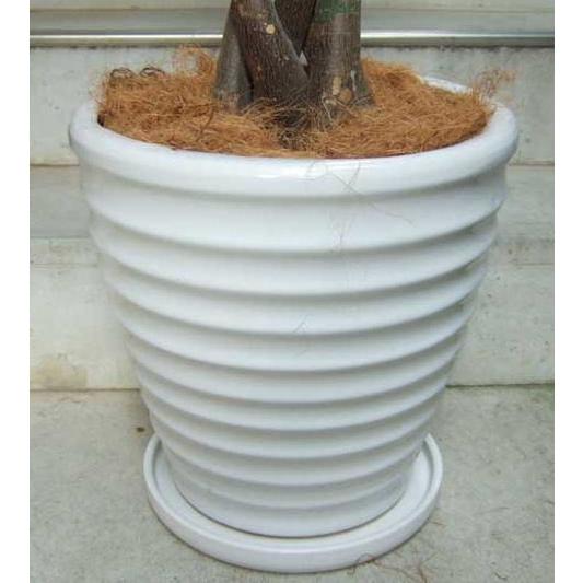 観葉植物 大型 パキラ 10号2L・鉢皿付き陶器鉢W01 : アンジェリックFS