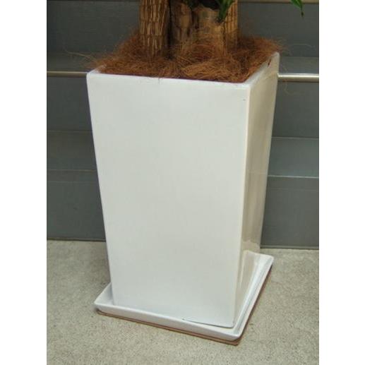 観葉植物 大型 幸福の木 鉢皿付陶器鉢W04 開店祝 開業祝 開院祝 移転祝 贈答