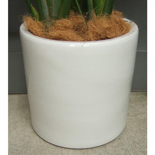 観葉植物 大型 オーガスタ 鉢カバータイプ陶器鉢W19 開店祝 開業 観葉植物 大型 オーガスタ 鉢カバータイプ陶器鉢W19 開店祝 開業