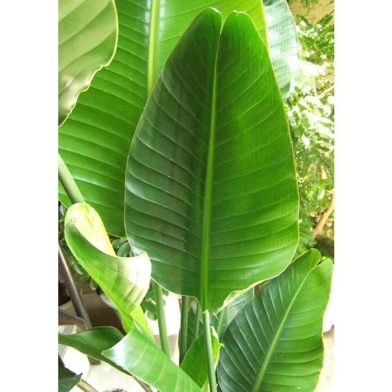 観葉植物 大型 オーガスタ 鉢カバータイプ陶器鉢W19 開店祝 開業