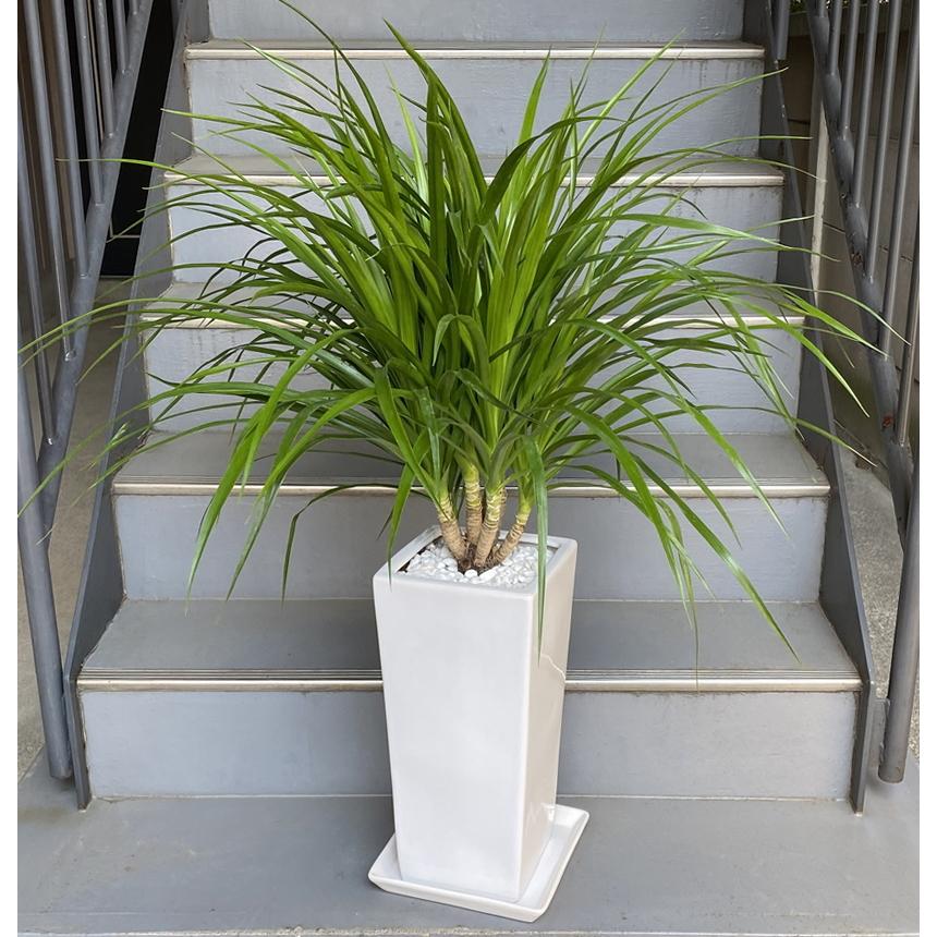 楽天市場 観葉植物 中型 カンボジアーナ 鉢皿付陶器鉢w04s 開店祝い 開院祝い 移転祝 贈答 楽天 Tiebreak Fr