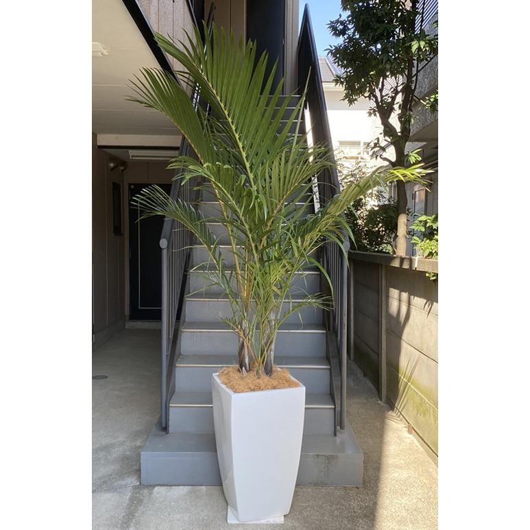 代引き手数料無料 観葉植物 特大 モドキヤシ 3l Frp製ホワイトスクエア鉢 グラスファイバー 開店祝 開業祝 移転祝 開院祝 贈答 最も優遇 Tigerassets Cgdemoprojects Com