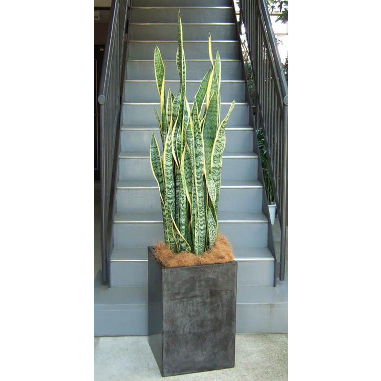 観葉植物 特大 サンスベリア コンクリート風大型スクエア鉢ブラック