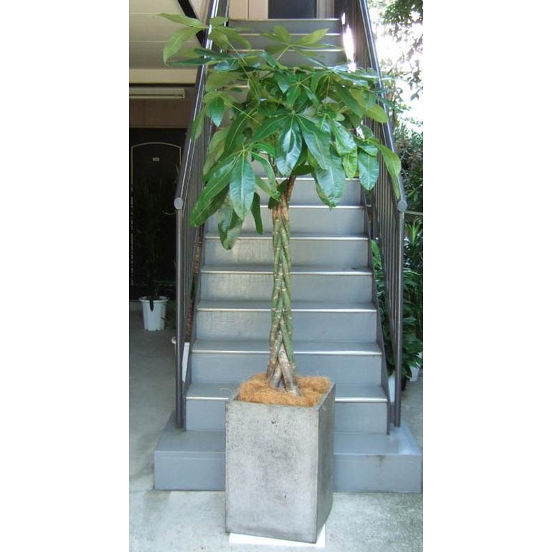 観葉植物 特大 パキラ コンクリート風大型スクエア鉢グレイ : アンジェ 