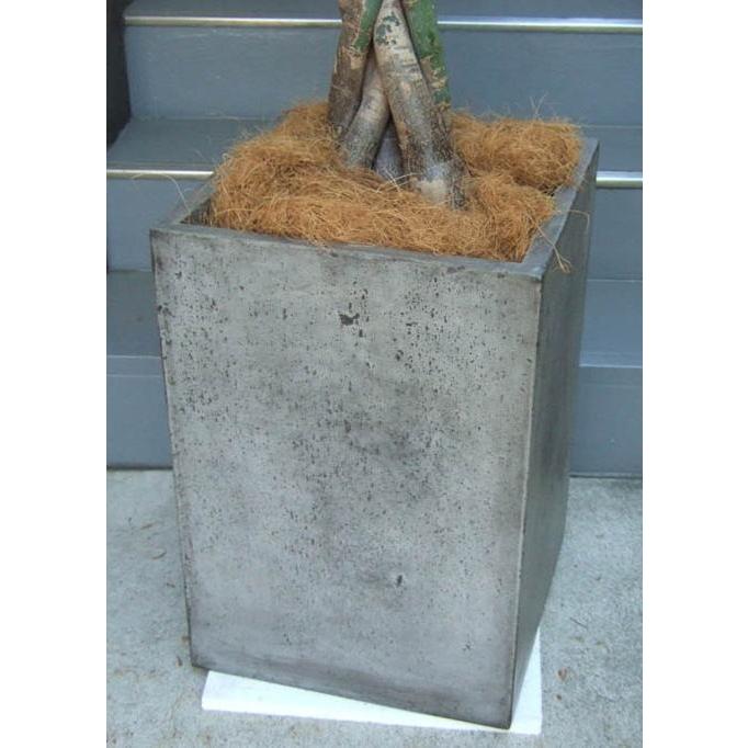 観葉植物 特大 パキラ コンクリート風大型スクエア鉢グレイ : アンジェ 