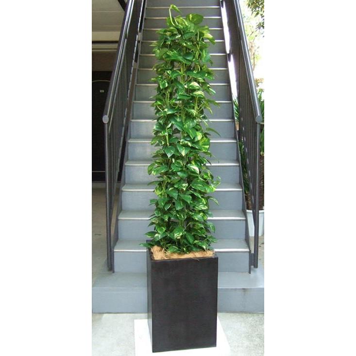 史上最も激安 観葉植物 特大 ポトス コンクリート風大型スクエア鉢 開店祝 開業祝 開院祝 移転祝 贈答 Yel44 アンジェリックfs 通販 Yahoo ショッピング 数量限定 特売 Cycover Com