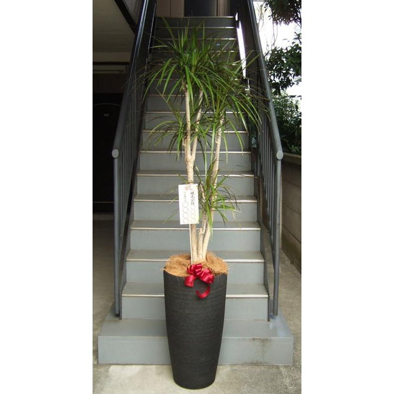 即発送可能 観葉植物 特大 コンシンネ 真実の木 樹脂製特大鉢クリアブラック Yel87 アンジェリックfs 通販 Yahoo ショッピング 人気特価激安 Www Maxipiso Com Ar