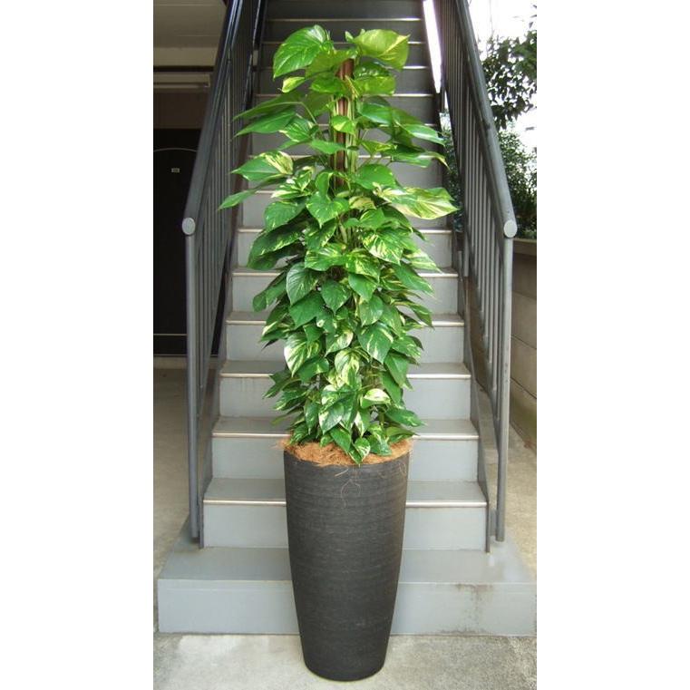 全商品オープニング価格特別価格 観葉植物 特大 ポトス 大葉 樹脂製特大鉢クリアブラック Yel アンジェリックfs 通販 Yahoo ショッピング 国産 Www Maxipiso Com Ar