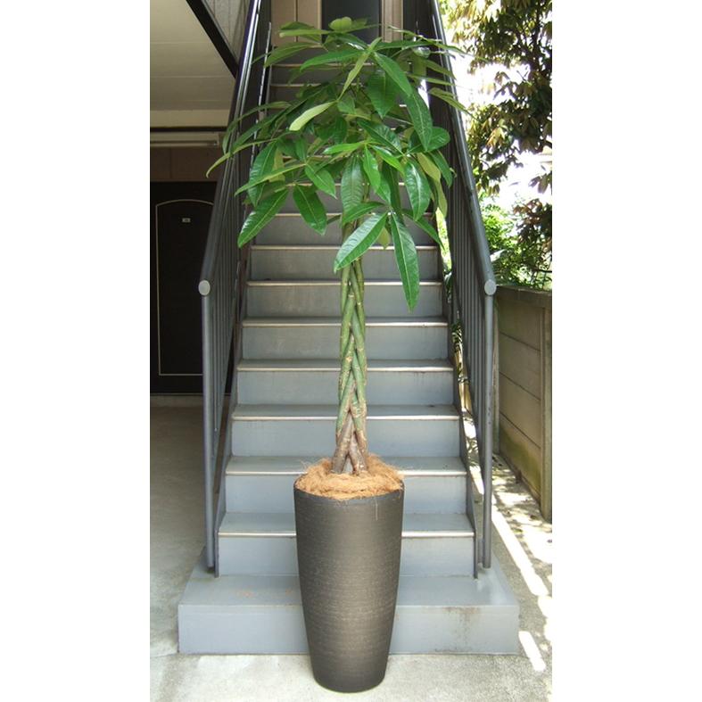 最安値に挑戦 観葉植物 特大 パキラ 特大鉢クリアブラック 開店祝 移転祝 開院祝 贈答 Yel93 アンジェリックfs 通販 Yahoo ショッピング 超歓迎 Www Maxipiso Com Ar