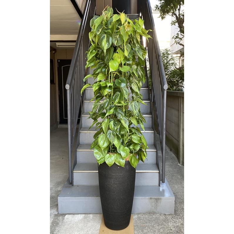 安い 観葉植物 特大 斑入りオキシカルジューム 樹脂製特大鉢クリアブラック 開店祝 開業祝 開院祝 移転祝 贈答 魅了 Pakzoon Com