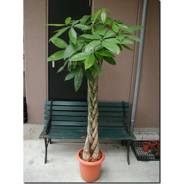 観葉植物 大型 パキラ 2L 10号鉢 : アンジェリックFS - 通販 観葉植物 大型 パキラ 2L 10号鉢 : アンジェリックFS - 通販