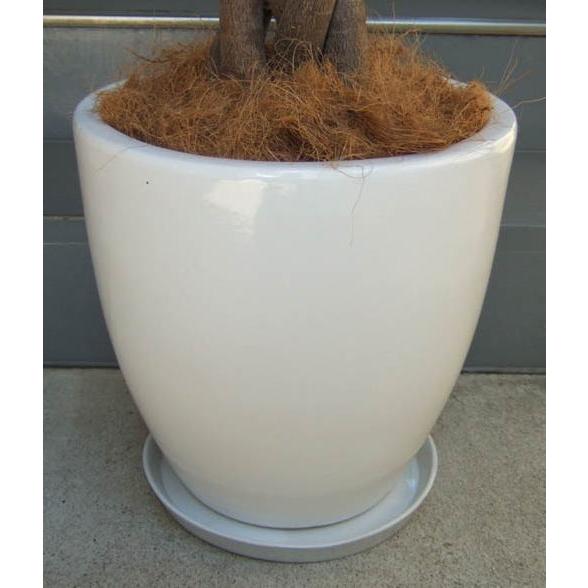 観葉植物 大型 パキラ 10号 2L 鉢皿付き陶器鉢W15 : アンジェリックFS