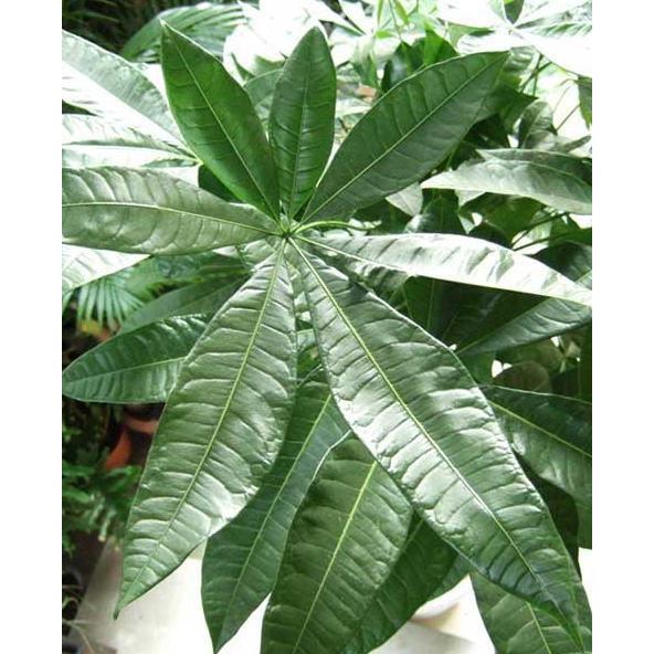 観葉植物 大型 パキラ 10号 2L 鉢皿付き陶器鉢W15 : アンジェリックFS