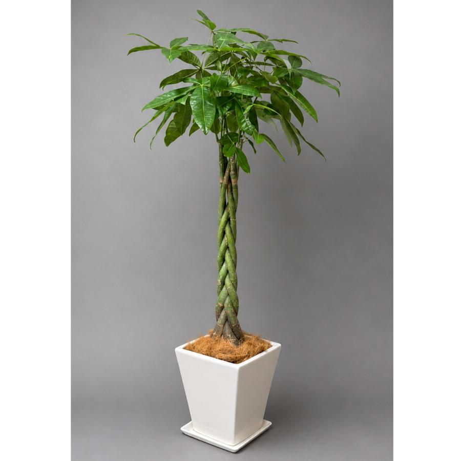 観葉植物 大型 パキラ 10号 2L 鉢皿付き陶器鉢WM21 開店祝い 移転祝い 