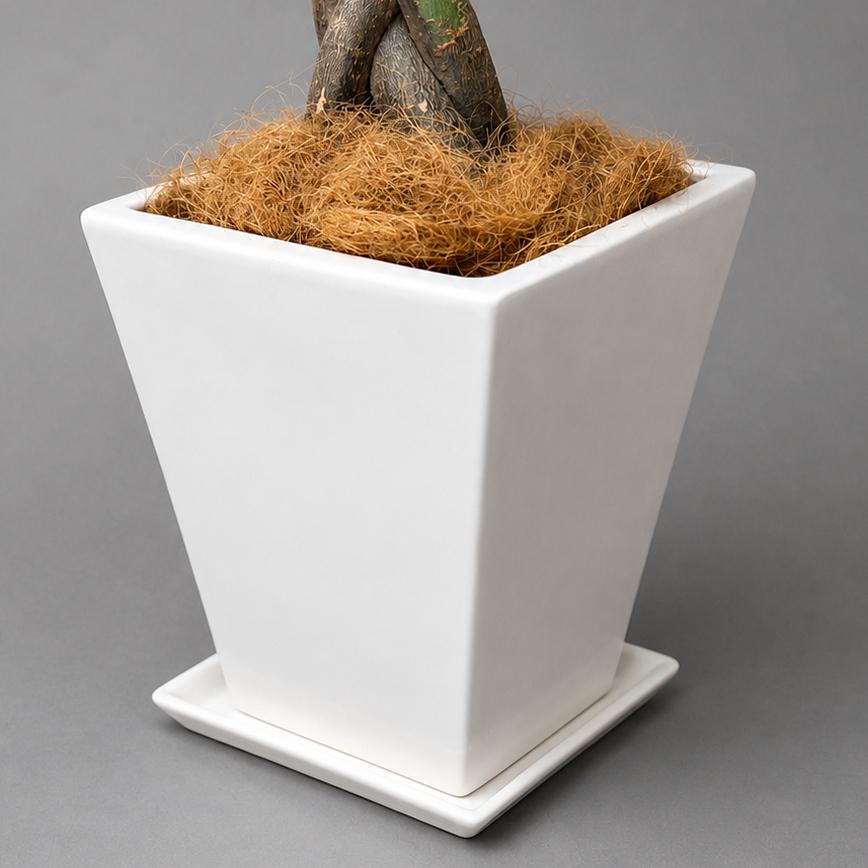 観葉植物 大型 パキラ 10号 2L 鉢皿付き陶器鉢WM21 開店祝い 移転祝い 