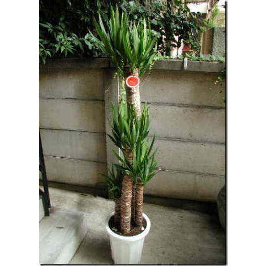 観葉植物 大型 ユッカ 青年の木 10号鉢 開店祝 開院祝 開業祝 移転祝