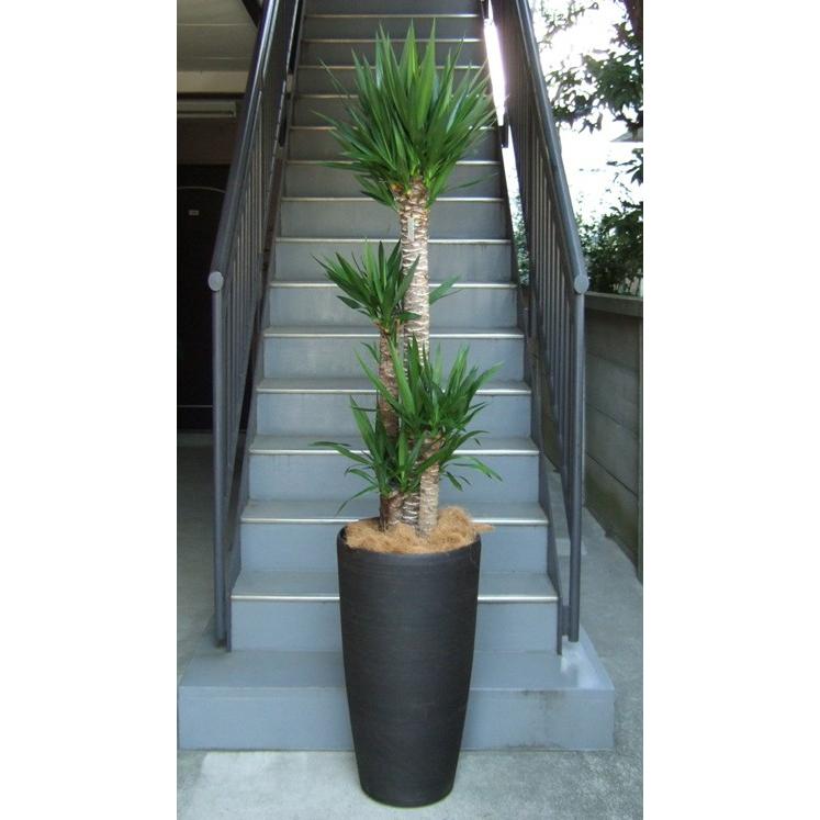 観葉植物 ユッカ3株特大サイズ