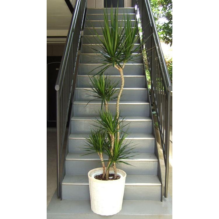 即納特典付き 観葉植物 大型 真実の木 コンシンネ マジナータ Aタイプ 10号鉢 ホワイト鉢カバー付 開店祝 開業祝 開院祝 移転祝 Yh134w アンジェリックfs 通販 Yahoo ショッピング 開店祝い Www Maxipiso Com Ar