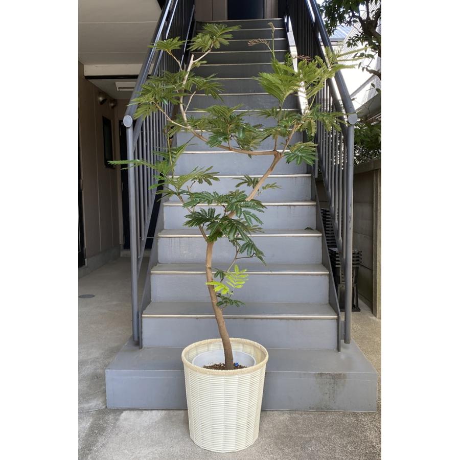 超美品開業祝開店祝贈答観葉植物移転祝大型ホワイト鉢カバー付きエバーフレッシュ10号アウトレット通販激安 Effe Studio Pl