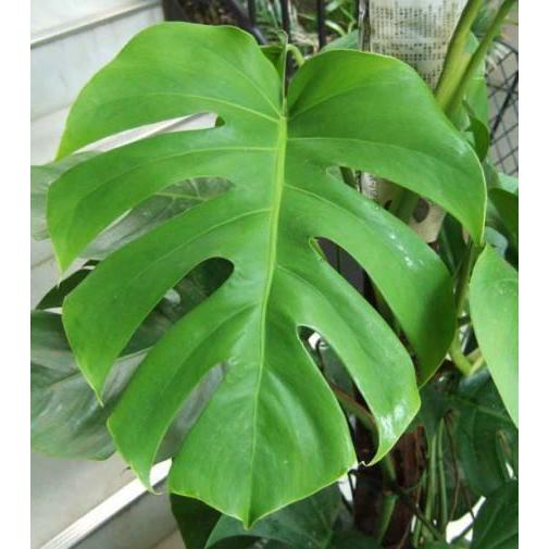 日陰に強い 観葉植物 大型 モンステラ 10号 鉢カバー付き     商品情報    穴の開いた大きな南国風の葉を持つ観葉植物。半日陰で育ち、比較で LWH1217790228(10835円)