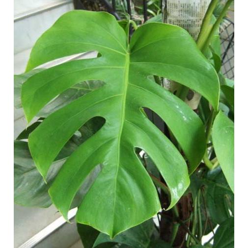 観葉植物 特大 モンステラ 樹脂製特大鉢クリアブラック 開店祝い　開院祝い 移転祝い