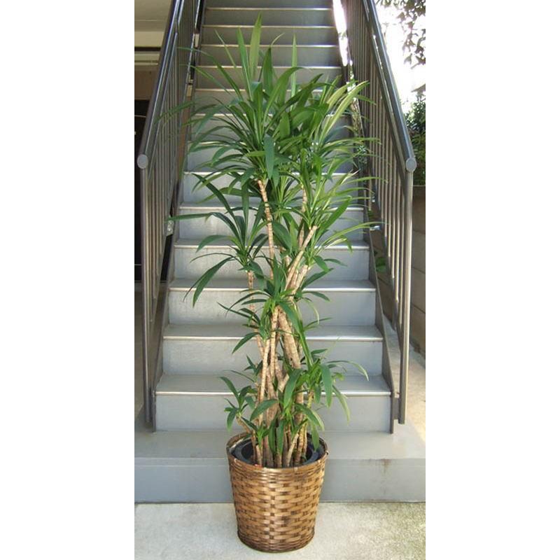 観葉植物 大型 青ドラセナ 10号鉢 鉢カバー付 開院祝 開店祝 開業祝