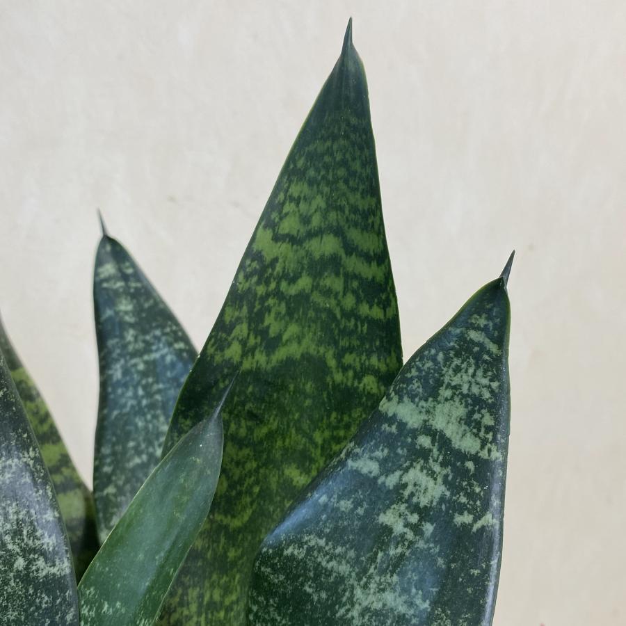 小型観葉植物 サンスベリア ゼラニカ・コンパクタ 6号鉢 開店祝