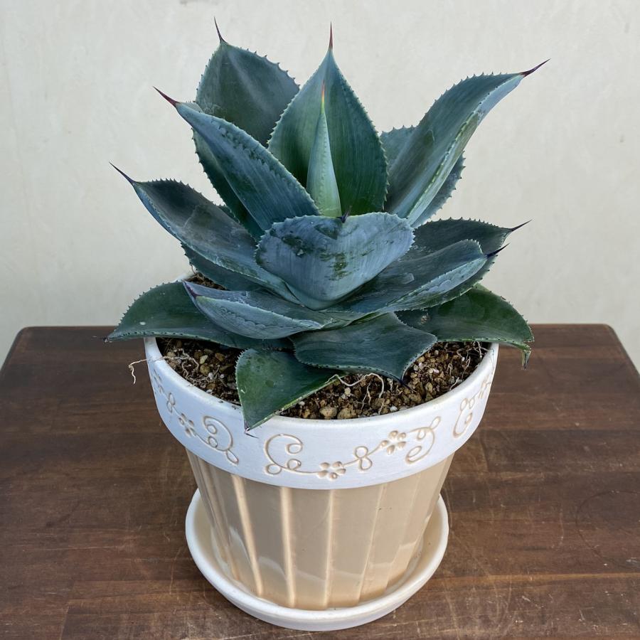 小型観葉植物 アガベ（スカイ・シルエット） 鉢皿付陶器鉢S08 記念日