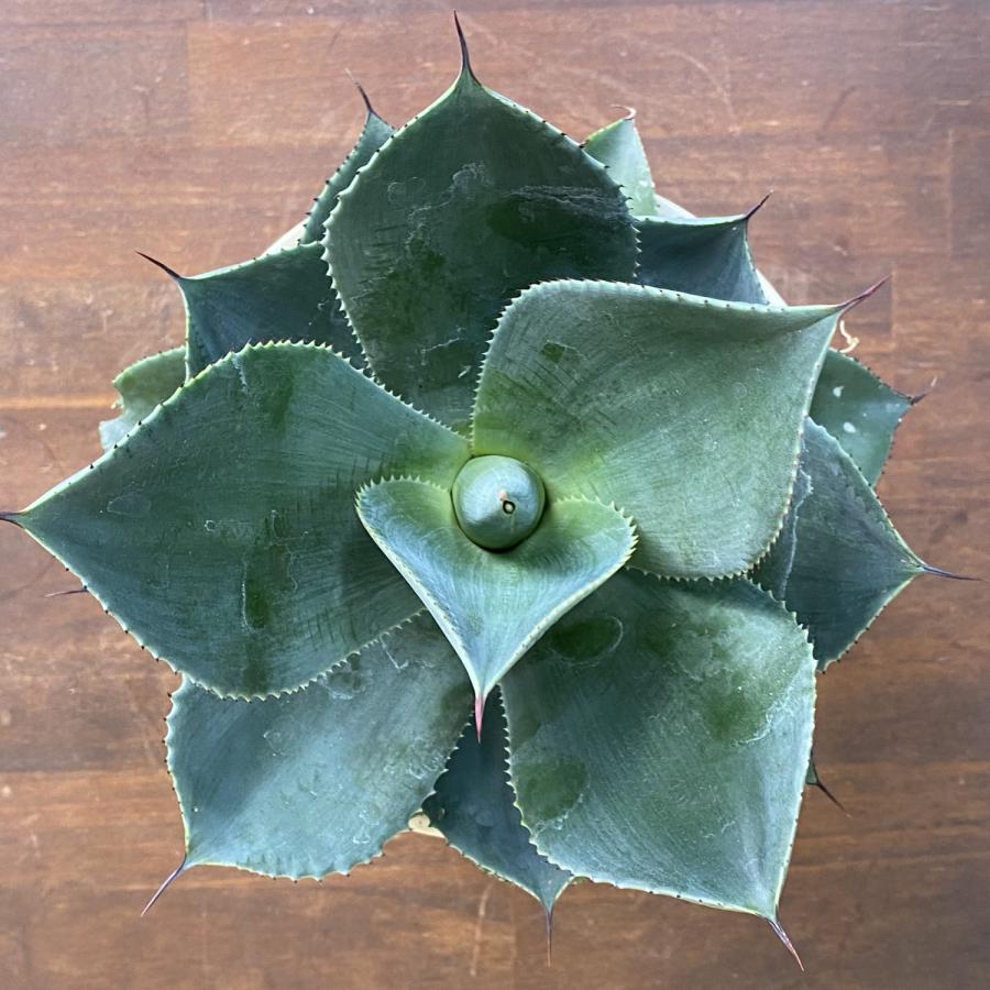 小型観葉植物 アガベ（スカイ・シルエット） 鉢皿付陶器鉢S08 記念日