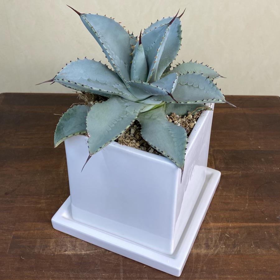 速達【鉢ごと発送】④サービス品　アガベ　氷山　白中斑　TC 発根済み 2025年最新】アガベ 氷山 中斑の人気アイテム - メルカリ