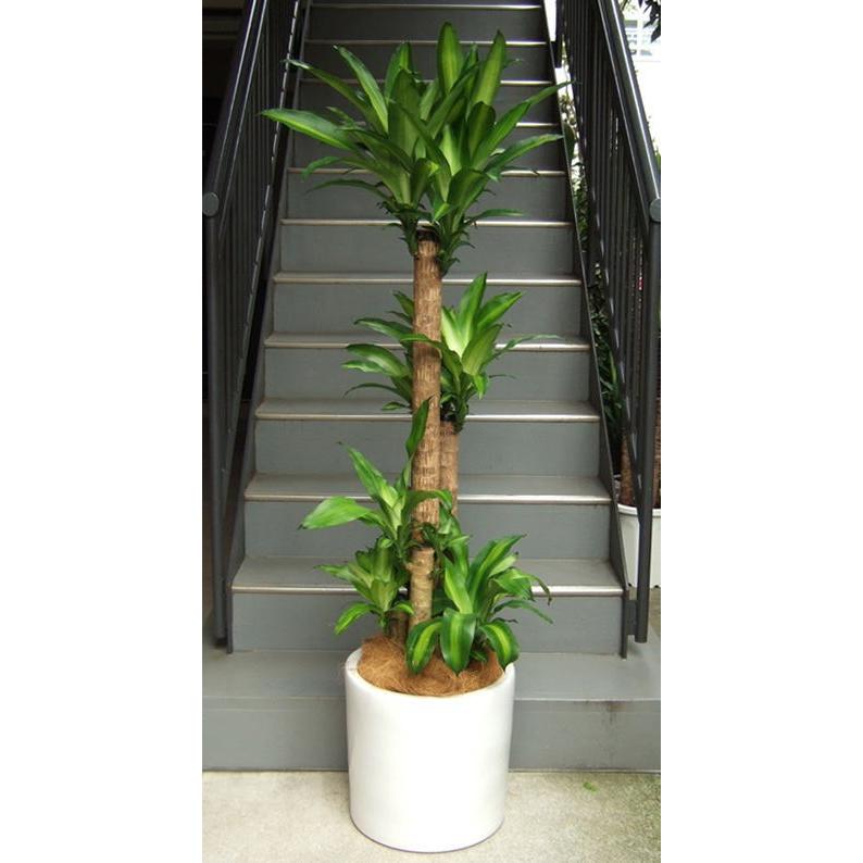 観葉植物 大型 幸福の木 ドラセナ マッサンゲアナ 鉢カバータイプ陶器 