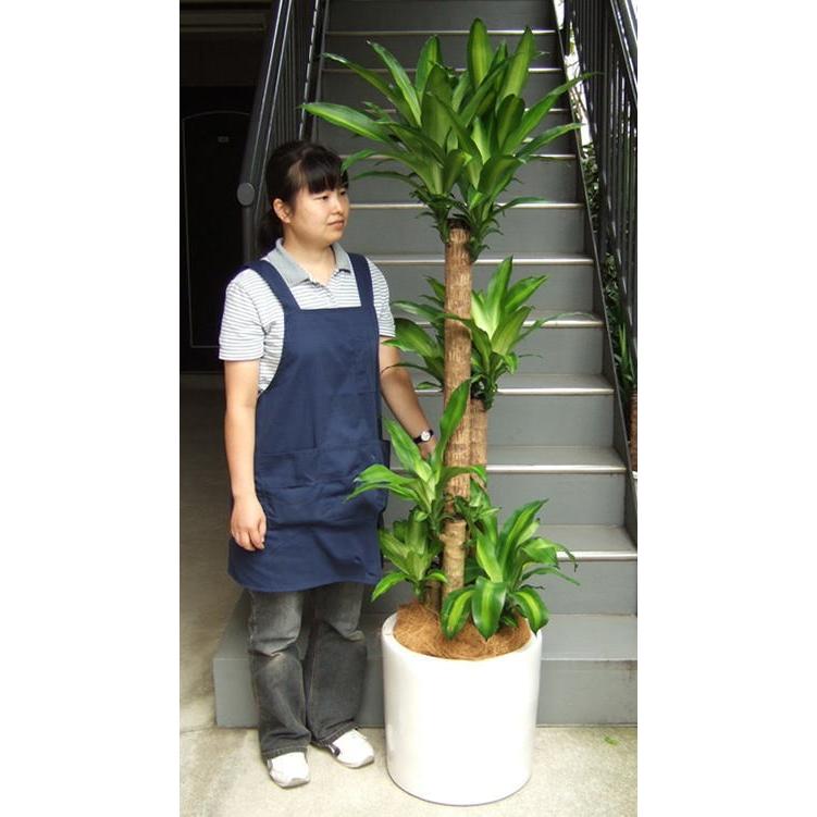 観葉植物 大型 幸福の木 ドラセナ マッサンゲアナ 鉢カバータイプ陶器 