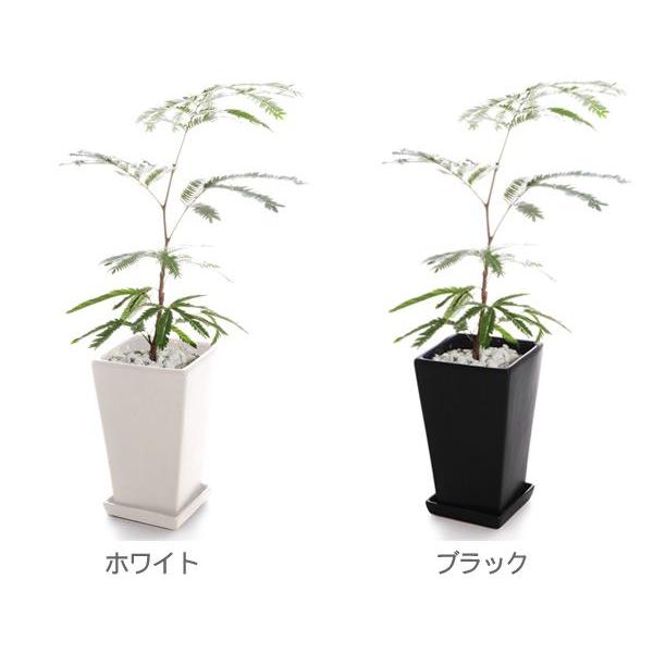 元の観葉 植物 エバーフレッシュ すべての美しい花の画像