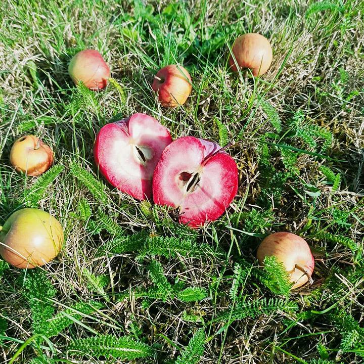 ラシャス／フルーツスパークリングワイン330ml 3種セット |  | 04