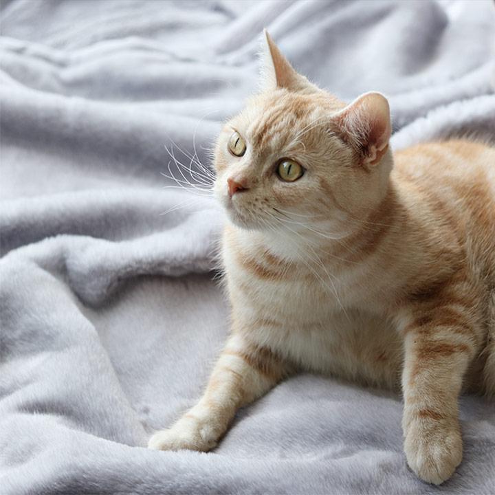まるで猫 毛布 シングル 暖かい 2枚合わせ ブランケット 大判 bon moment ボンモマン【送料無料】 |  | 01