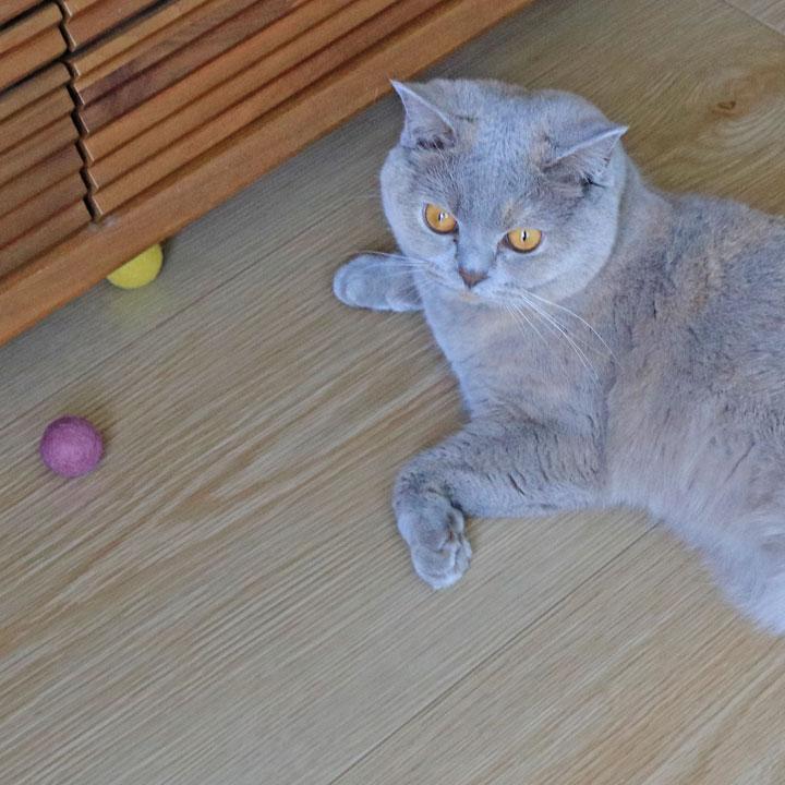 やさしく遊べる コロコロボール 8個入り ウール100% 日本製 猫 おもちゃ ボール 一人遊び ねこおもちゃ ねこ／necono ネコノ |  | 08