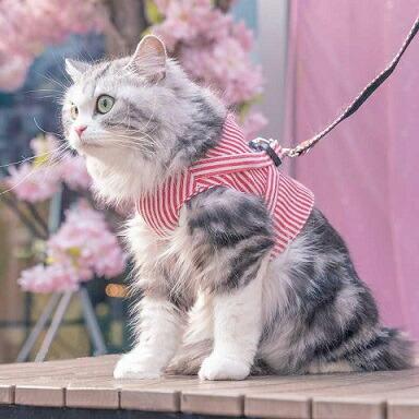 【送料無料】ハーネス 胴輪 リード付き 犬 猫 おしゃれ ストライプ柄 ダブルロック マジックテープ ベスト型 ブラック レッド  散歩 お出かけ krd19 |  | 01