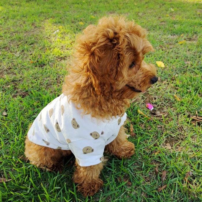 【送料無料】＼1000ポッキリ／ 犬服 ドッグウェア 猫服 キャットウェア 映え 半袖 犬 猫 カジュアル カットソー 抜け毛防止  ペット服 ペットウェア くま krd53 |  | 06