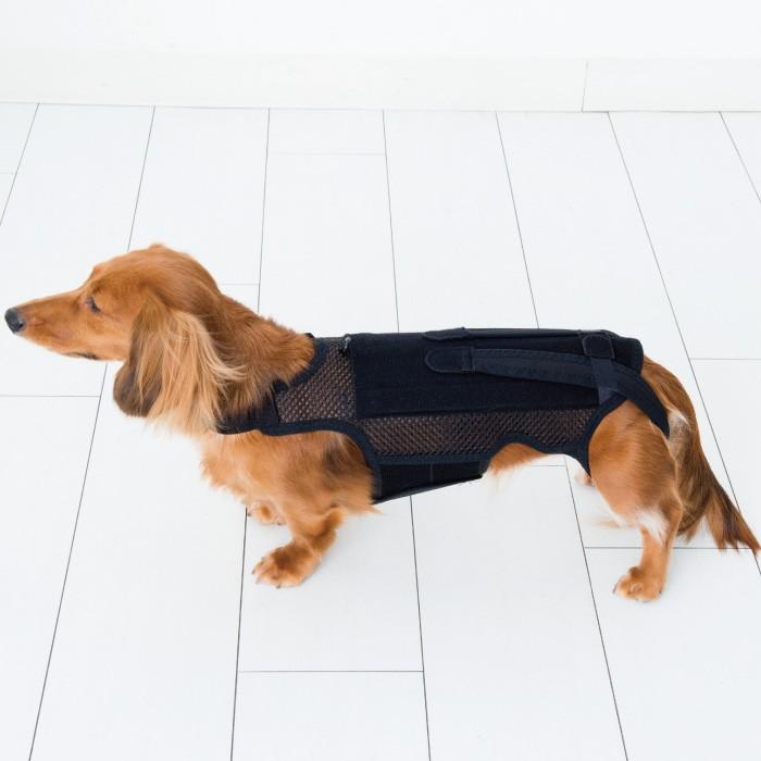 （anifull）わんコルWithブラック 犬用 コルセット 歩行補助コルセット 《Sサイズ》中型犬用 椎間板 ヘルニア事故 骨折