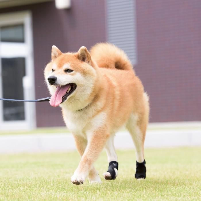 犬用品 足 サポーター 指 爪 保護 アニサポ ナックルン Llサイズ 日本製 ダイヤ工業 Anifull アニフル 003 3121 愛犬と一緒に歩くを叶える Anifull 通販 Yahoo ショッピング