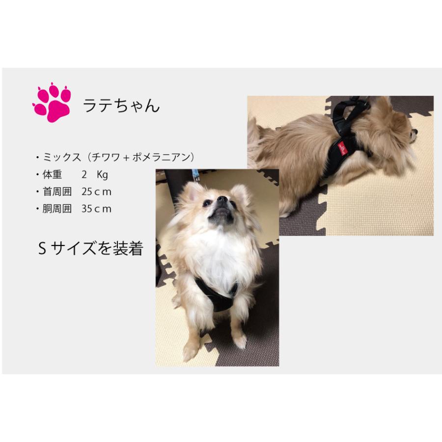 禁断のポメラニアンさ専用 禁断のポメラニアンさ専用 ポメラニアン【茨城県・男の子・2025