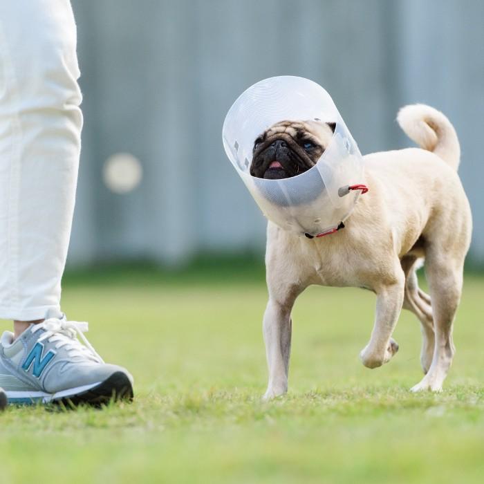 犬用品 エリザベスカラー ソフト 軽量 目 保護 術後 アニサポ アイガードエリザベスカラー Mサイズ 日本製 ダイヤ工業 Anifull アニフル 003 8003 愛犬と一緒に歩くを叶える Anifull 通販 Yahoo ショッピング