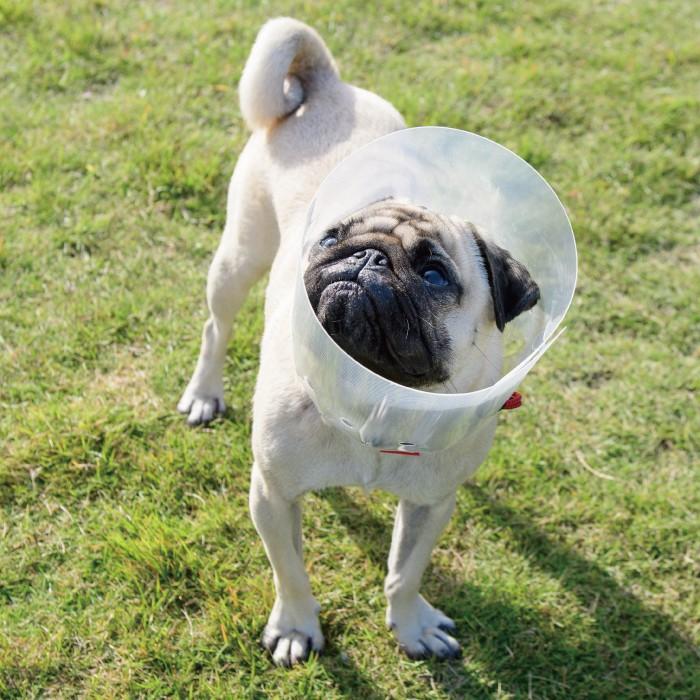 犬用品 エリザベスカラー ソフト 軽量 目 保護 術後 アニサポ アイガードエリザベスカラー Sサイズ 日本製 ダイヤ工業 Anifull アニフル 003 8004 愛犬と一緒に歩くを叶える Anifull 通販 Yahoo ショッピング