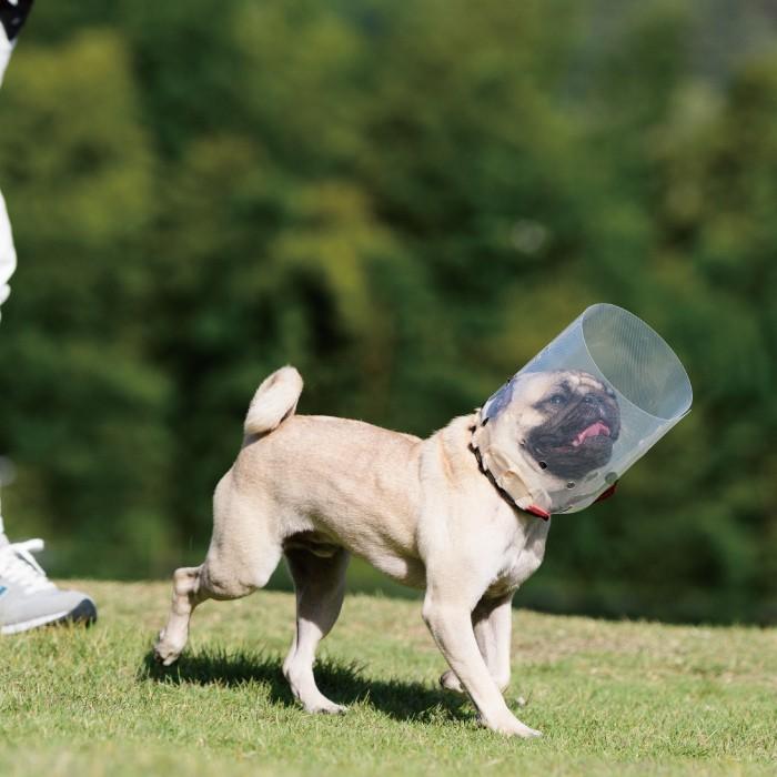 犬用品 エリザベスカラー ソフト 軽量 目 保護 術後 アニサポ アイガードエリザベスカラー Sサイズ 日本製 ダイヤ工業 Anifull アニフル 003 8004 愛犬と一緒に歩くを叶える Anifull 通販 Yahoo ショッピング